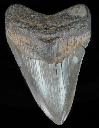 Fossil Megalodon Tooth - Georgia #60893